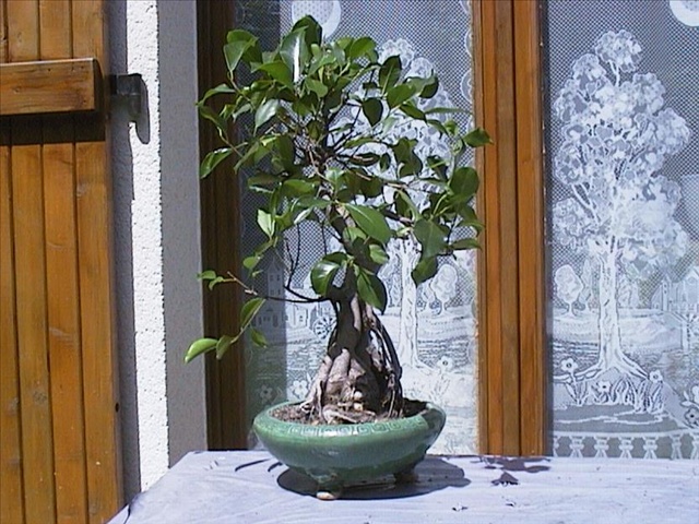 Ficus