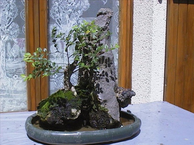 Ulmus sur roche