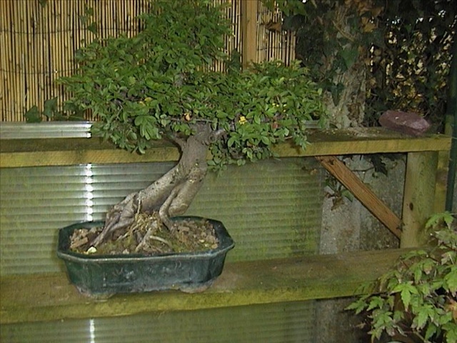 Ulmus