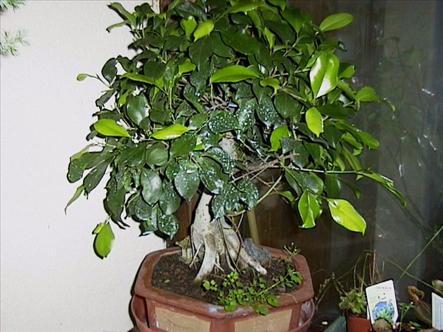 Ficus