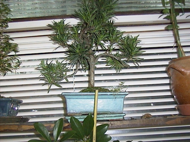 Podocarpus