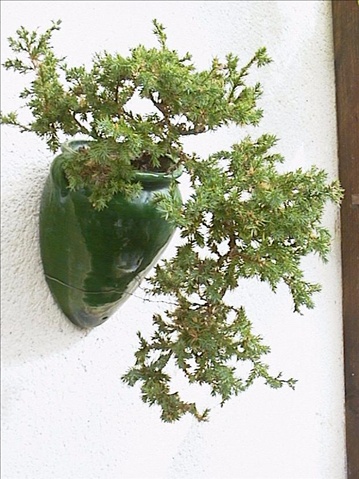 Juniprus