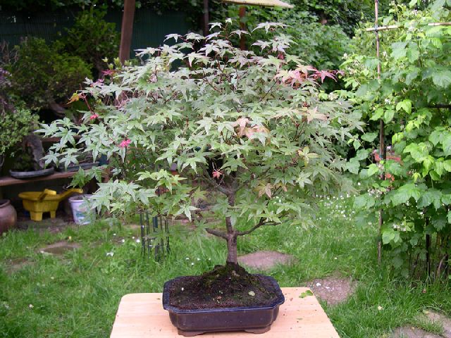 Acer palmatum