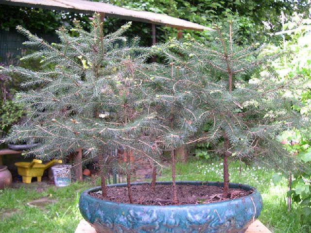 Fort de sapins