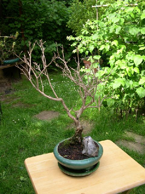 Serissa