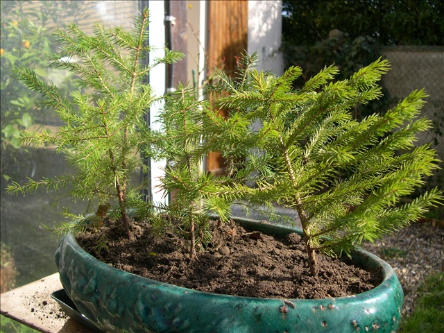 Fort de Sapins