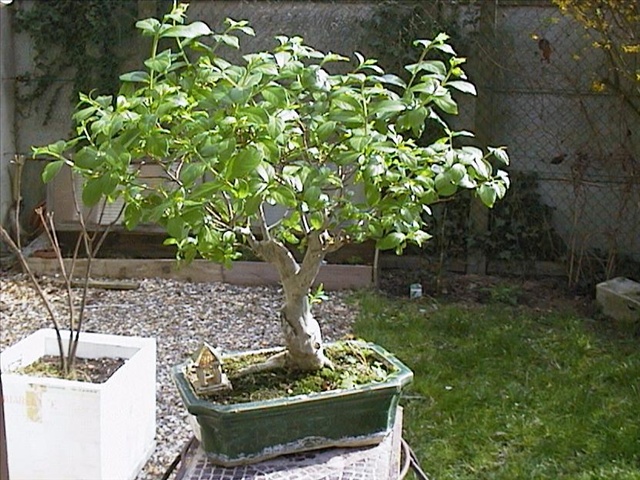 Ligustrum