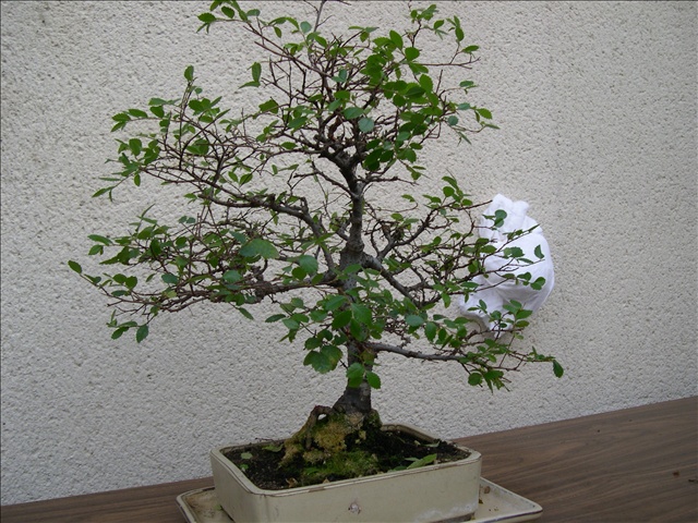 Orme de Chine
