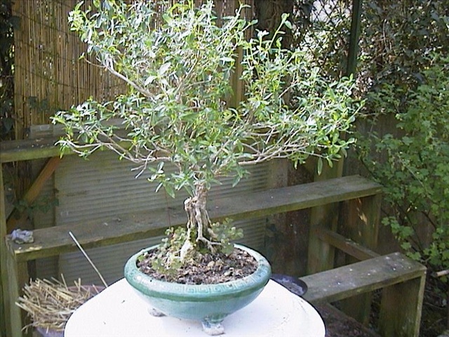 Serissa